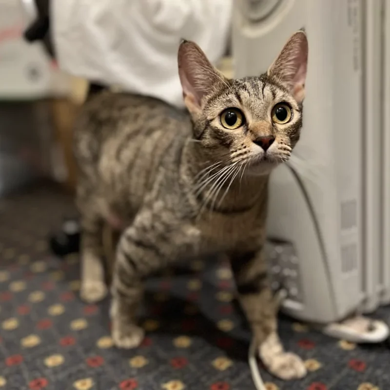 Meet Skittles! Golden Gate’s New Fur Baby